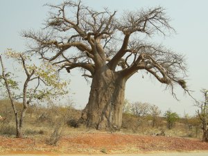 The distinctive Baobab tree seen throughout Zimbabwe.